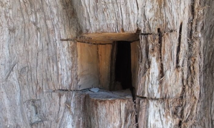 Balıkesir’de anıt ağaçlara defineci zararı