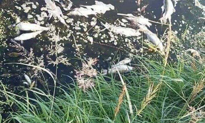 Balıkesir’de çevre katliamı sürüyor