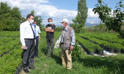 Balıkesir’de şeker otu tarımı yaygınlaştırılacak