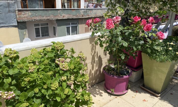 Balkonunu çiçek bahçesine çeviren kanser hastası, yarışmada 1’inci oldu