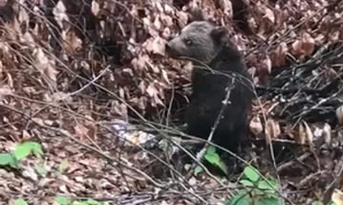 Ballı ekmekle beslenen yavru ayı koruma altında