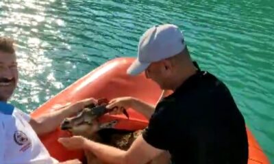 Baraj göletinden çıkamayan yaban keçisi kurtarıldı
