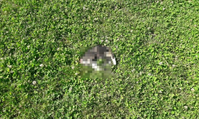 Başı kesilerek telef edilen yavru kedi tedirgin etti