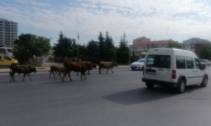 Başıboş büyükbaş hayvan sürüsü, sürücülere zor anlar yaşattı