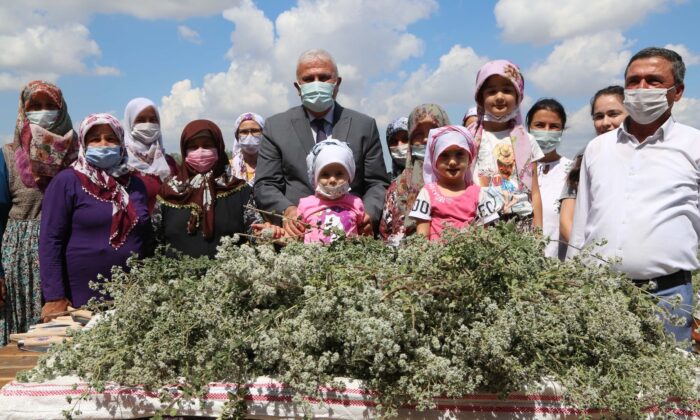 Başkan Atay kekik hasadına katıldı