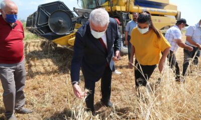 Başkan Atay’dan Karakılçık Buğdayı hasadı