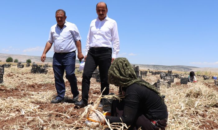 Başkan Doğru’dan sarımsak üreticilerine uyarı