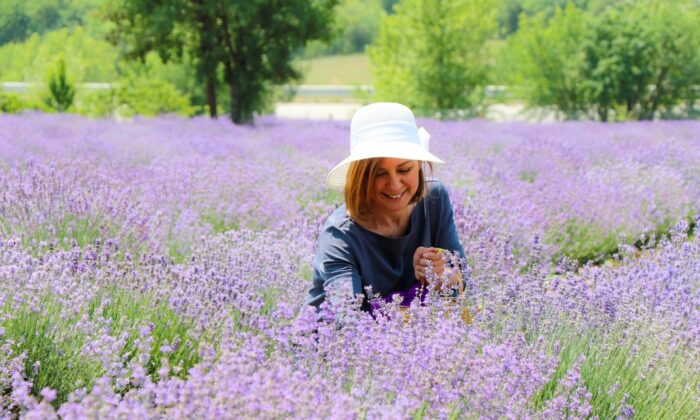 Başkan Elif Köse yılın ilk lavanta hasadına katıldı