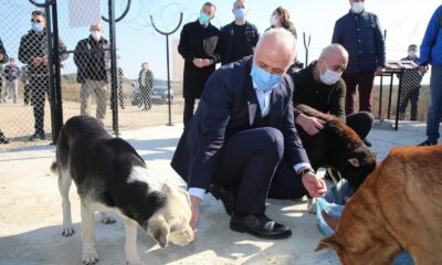 Başkan Gültak’tan sokak hayvanları için destek çağrısı
