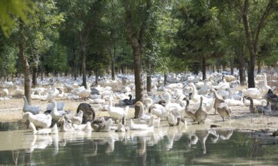 Başkan Konuk: “Ekolojik çözümün raflara ulaşan bereketiyle de ekosisteme yatırımın ödülünü alıyoruz”