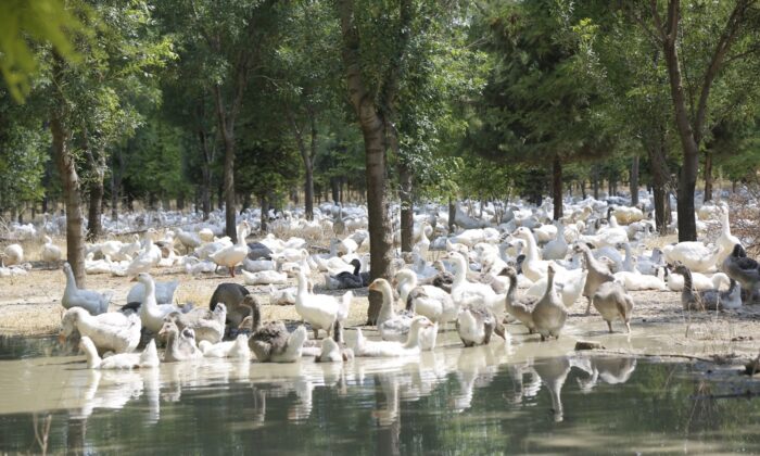 Başkan Konuk: “Ekolojik çözümün raflara ulaşan bereketiyle de ekosisteme yatırımın ödülünü alıyoruz”