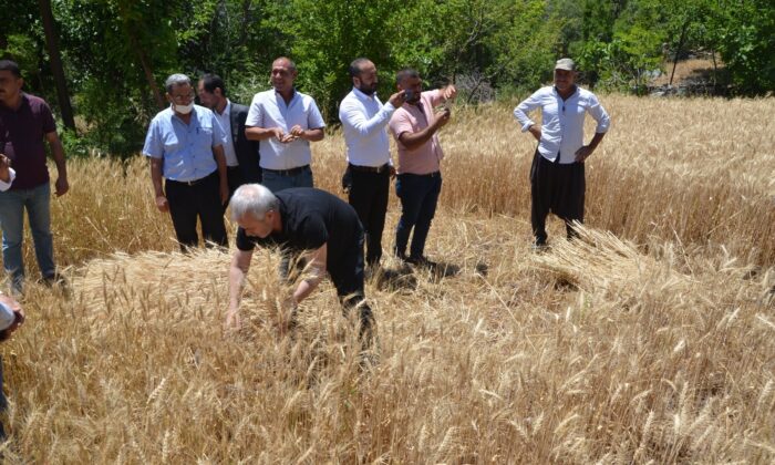 Başkan Özgan orakla ekin biçti
