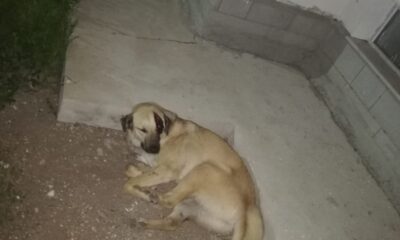 Başkent’te kafasına sallama darbesi aldığı iddia edilen köpek gözünü kaybetti