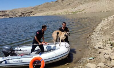 Batman Çayında uzun süre mahsur kalan köpek itfaiye ekiplerince kurtarıldı