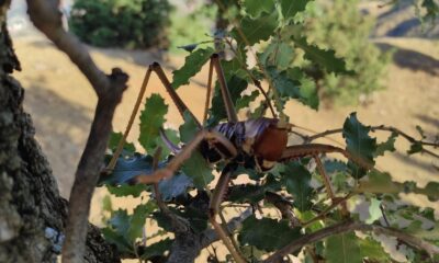 Batman’da dev çekirgeyi görenler şaşkınlıklarını gizleyemedi