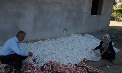 Batman’da koza hasadı başladı