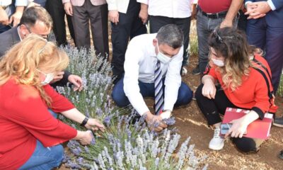 Batman’da lavanta hasadı yapıldı