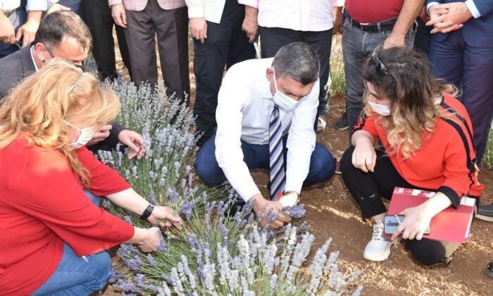 Batman’da lavanta hasadı yapıldı