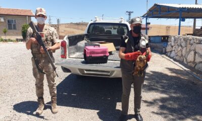 Batman’da yaralı halde bulunan şahin tedavi altına alındı