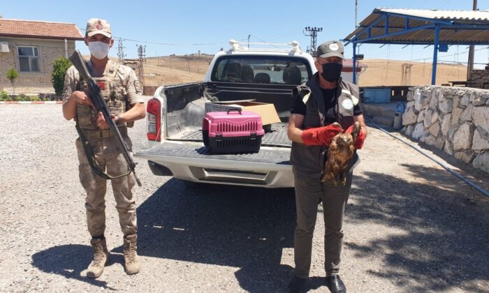 Batman’da yaralı halde bulunan şahin tedavi altına alındı