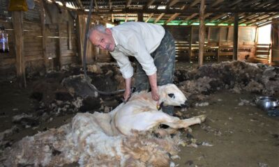 Bayburt’ta havaların ısınmasıyla birlikte besiciler, koyun kırkma işlemine devam ediyor