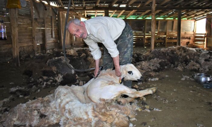 Bayburt’ta havaların ısınmasıyla birlikte besiciler, koyun kırkma işlemine devam ediyor