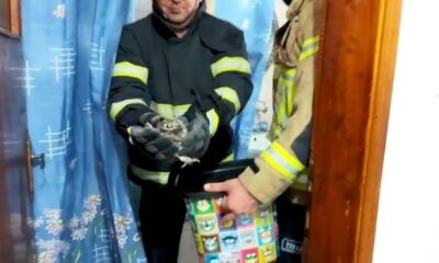 Baykuş evin küvetine yavruladı