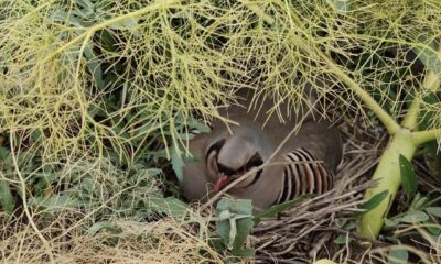 Belediye Başkanı keklik avını yasakladı her yer keklik yuvasıyla doldu