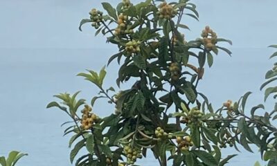 Belediye başkanı paylaştı, aç kalan yavru ayılar ilçeye indi