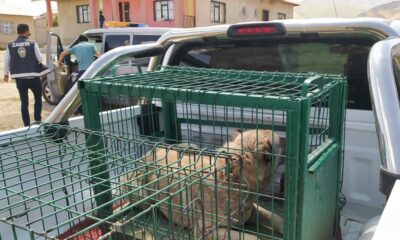 Belediye ekiplerinden yaralı köpeklere şefkat eli