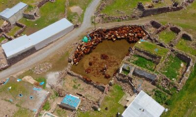 Besicilerin zorlu koyun kırkma mesaisi başladı