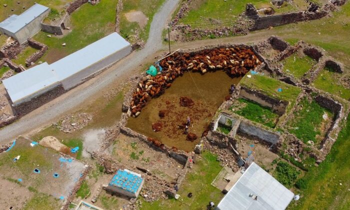 Besicilerin zorlu koyun kırkma mesaisi başladı