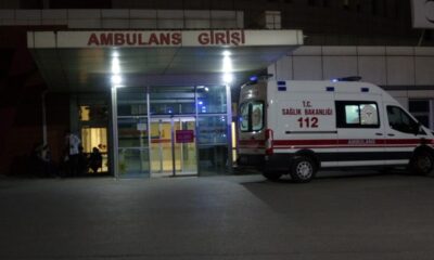 Beslediği pitbull kardeşini yaraladı