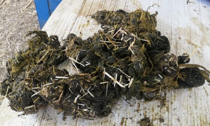 Beslenme güçlüğü çeken ineğin karnından 2 kilo ağırlığında urgan çıktı