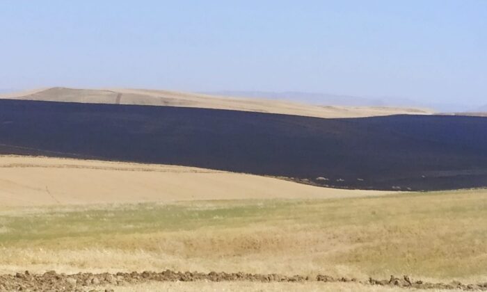 Biçerdöverden çıkan kıvılcım, 10 bin dönümlük ekili alanı küle çevirdi