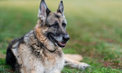 Biden ve First Lady Jill Biden’ın köpeği Champ öldü