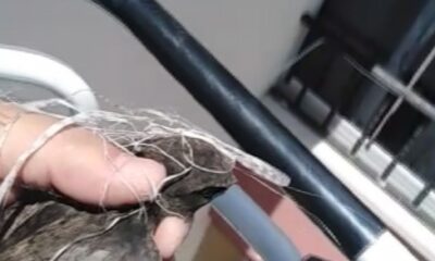 Binanın çatısında iplere dolanan kırlangıç itfaiye ekipleri tarafından kurtarıldı