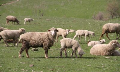 Bingöl’de 2 bin işletmeye 11 milyon TL destek