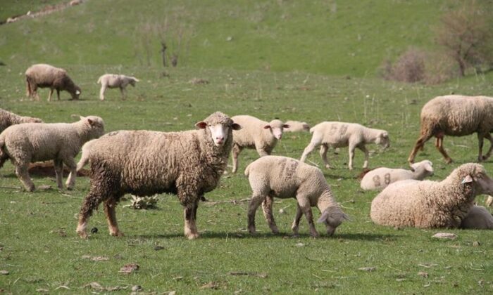 Bingöl’de 2 bin işletmeye 11 milyon TL destek