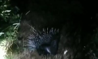 Bingöl’de nesli tükenme tehlikesinde olan “Oklu Kirpi” görüntülendi