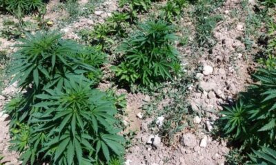 Bir evin bahçesinde 505 kök Hint keneviri ele geçirildi