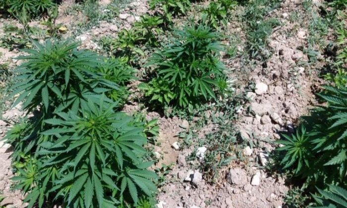 Bir evin bahçesinde 505 kök Hint keneviri ele geçirildi