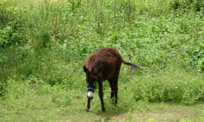 Bir litresi 100 TL’den satılıyor, pandemi onu da etkiledi