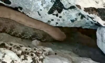 Bir tarafta zehirli yılanla konuşanlar, bir tarafta yılanı taşlayanlar