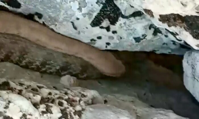 Bir tarafta zehirli yılanla konuşanlar, bir tarafta yılanı taşlayanlar