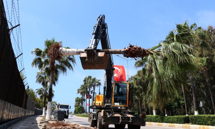 Bisiklet yolu proje alanındaki palmiyeler taşınıyor