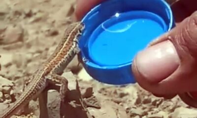 Bitkin halde olan kertenkeleye kapakta su içirdi