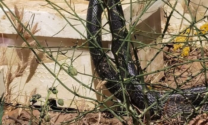 Bitlis’te dev yılanların dansı görüntülendi