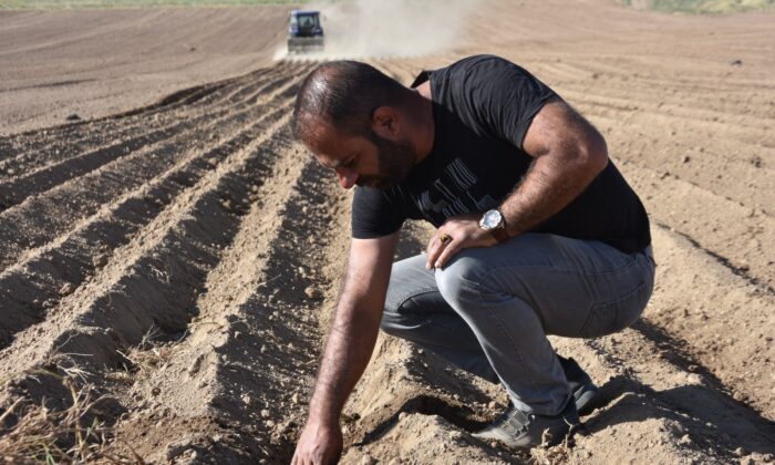 Bitlis’te fasulye ekimine başlandı