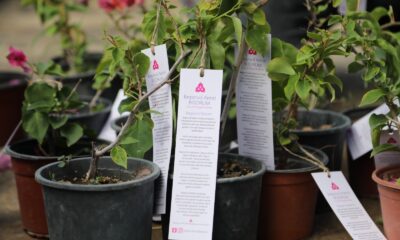 Bodrum’da begonvil fidanı dağıtıldı